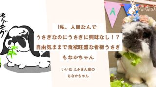 「私、人間なんで」うさぎさんなのにうさぎさんに興味なし!?自由気ままで食欲旺盛な看板うさぎ、もなかちゃん
