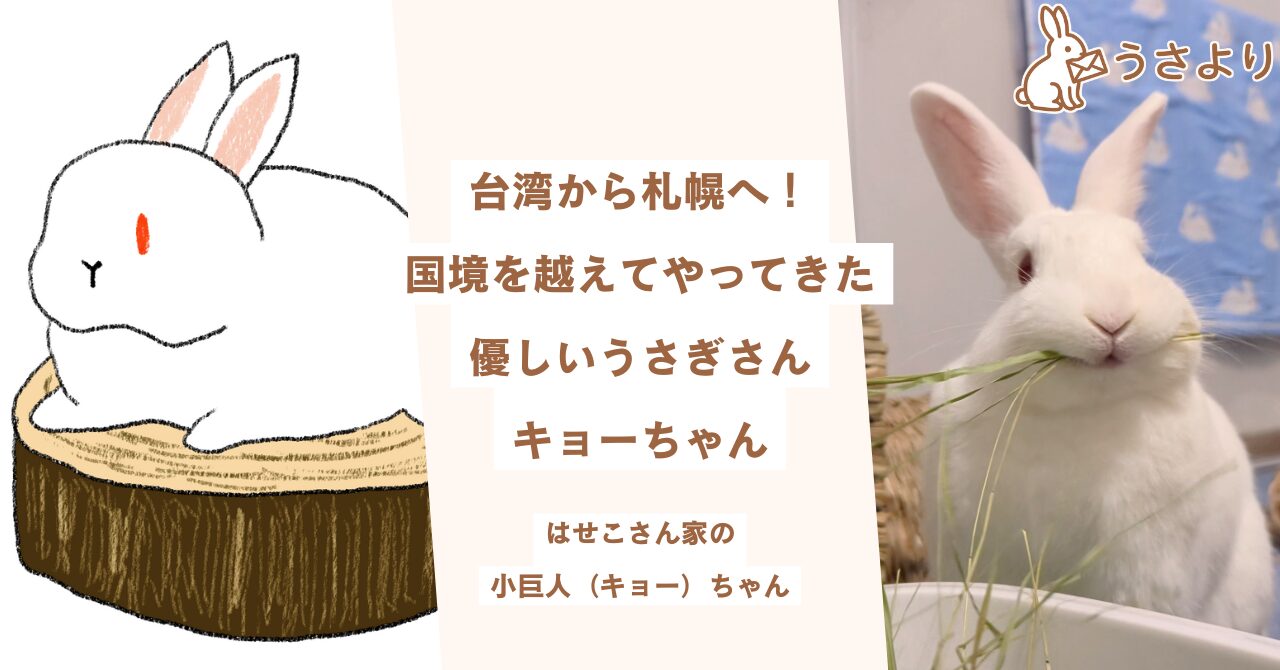 台湾から札幌へ！国境を越えてやってきた優しいうさぎさん、キョーちゃん