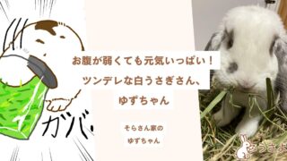 お腹が弱くても元気いっぱい！ツンデレな白うさぎさん、ゆずちゃん