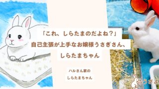 「これ、しらたまのだよね?」自己主張が上手なお嬢様うさぎさん、しらたまちゃん