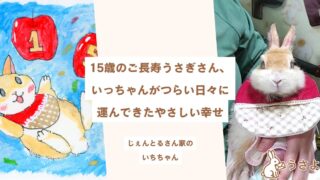 15歳のご長寿うさぎさん、いっちゃんがつらい日々に運んできたやさしい幸せ