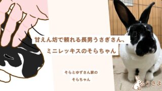 甘えん坊で頼れる長男うさぎさん、ミニレッキスのそらちゃん
