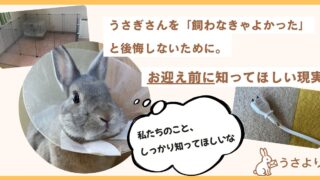 うさぎさんを飼わなきゃよかったと後悔しないために。お迎え前に知ってほしい現実
