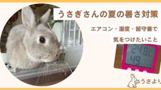 うさぎさんの夏の暑さ対策|エアコン・湿度・留守番で気をつけたいこと