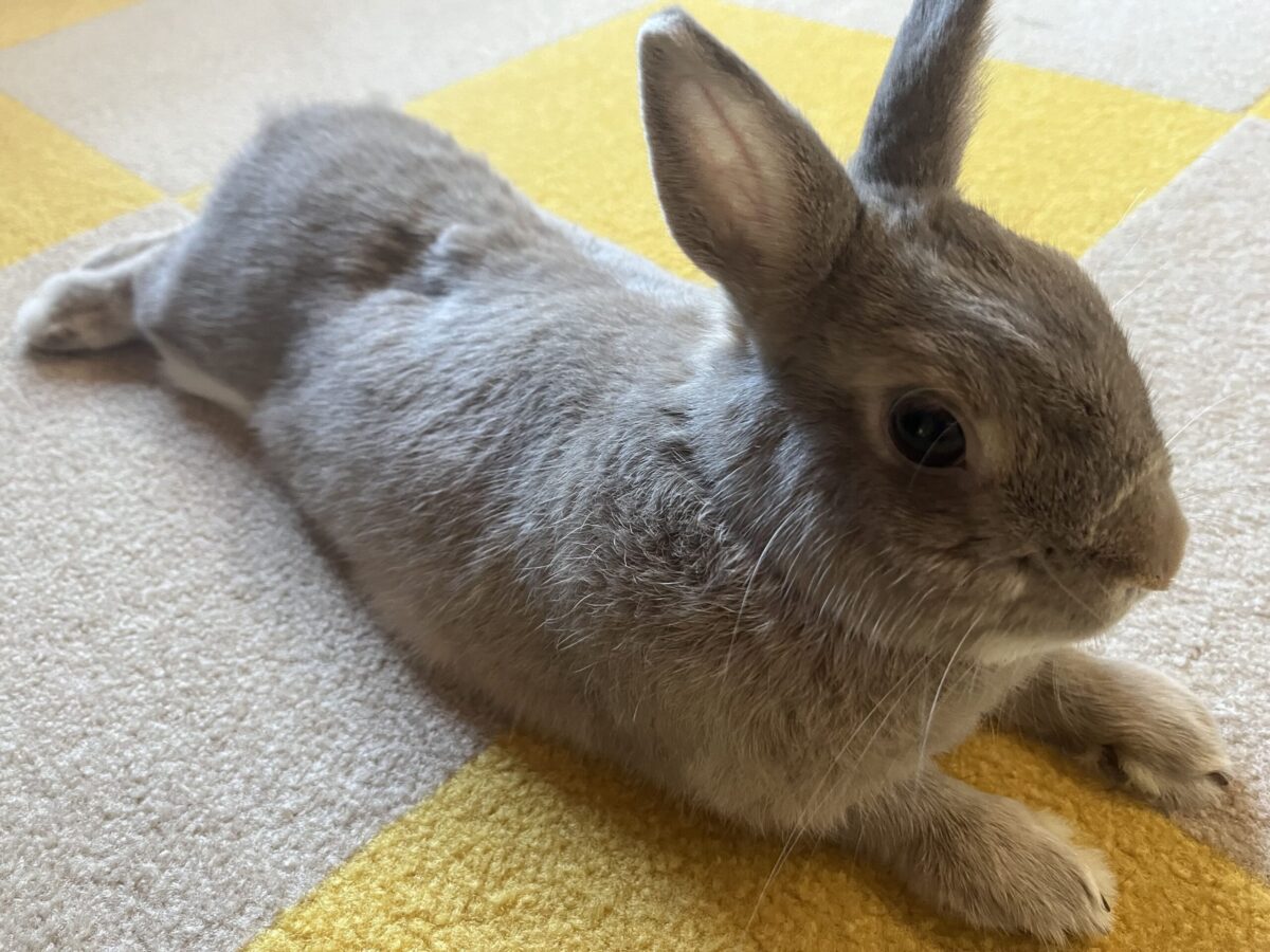 エアコンで寛ぐうさぎさん