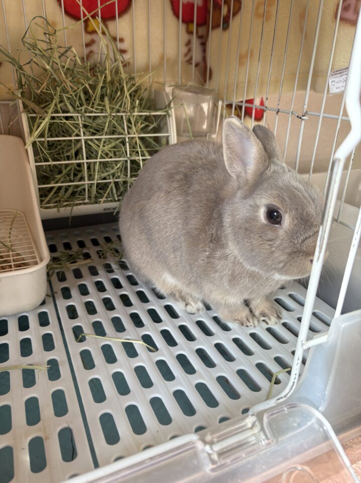 ケージでお留守番するうさぎさん