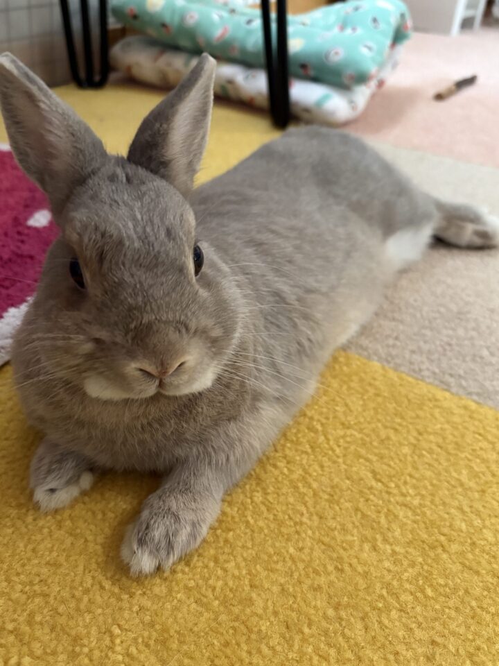 お部屋でくつろぐうさぎさん